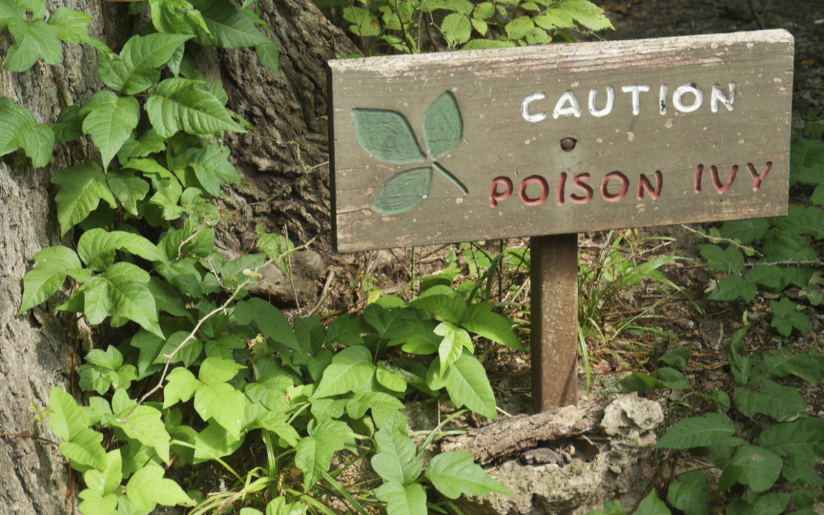 Poison Ivy Reflects Climate Change