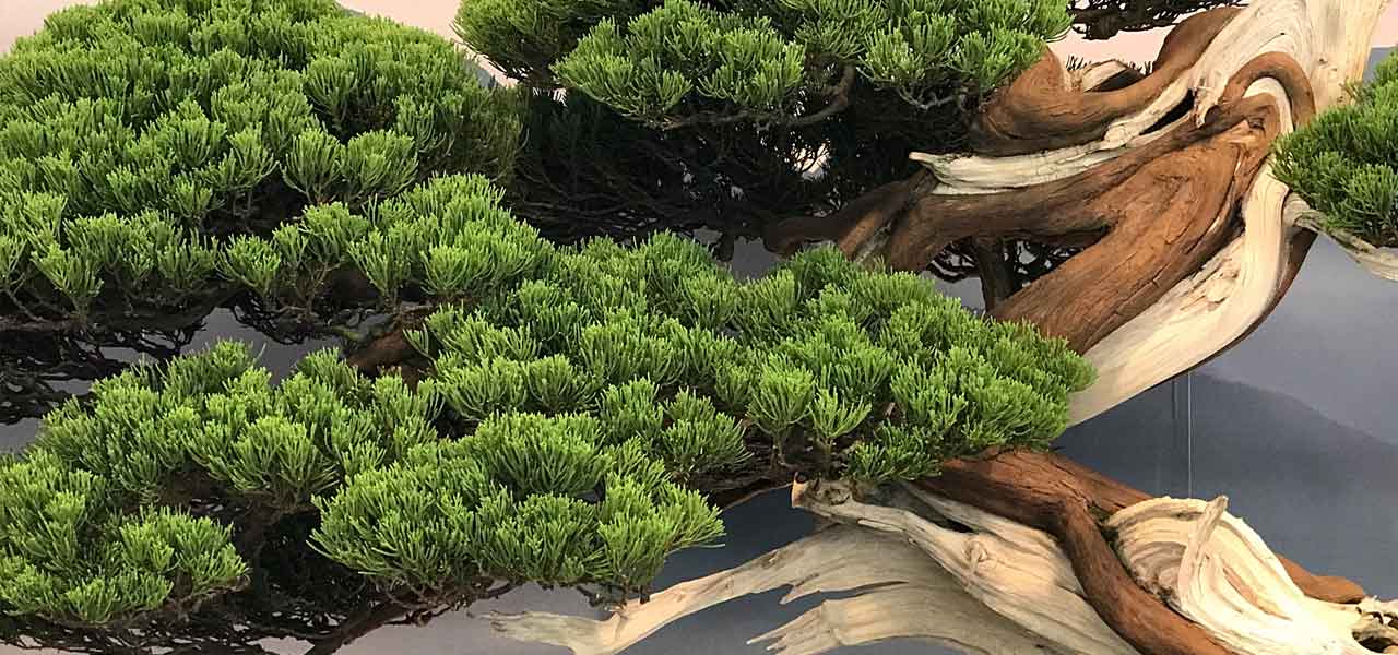 Close-up of an aged juniper bonsai tree with intricate branching and textured bark.