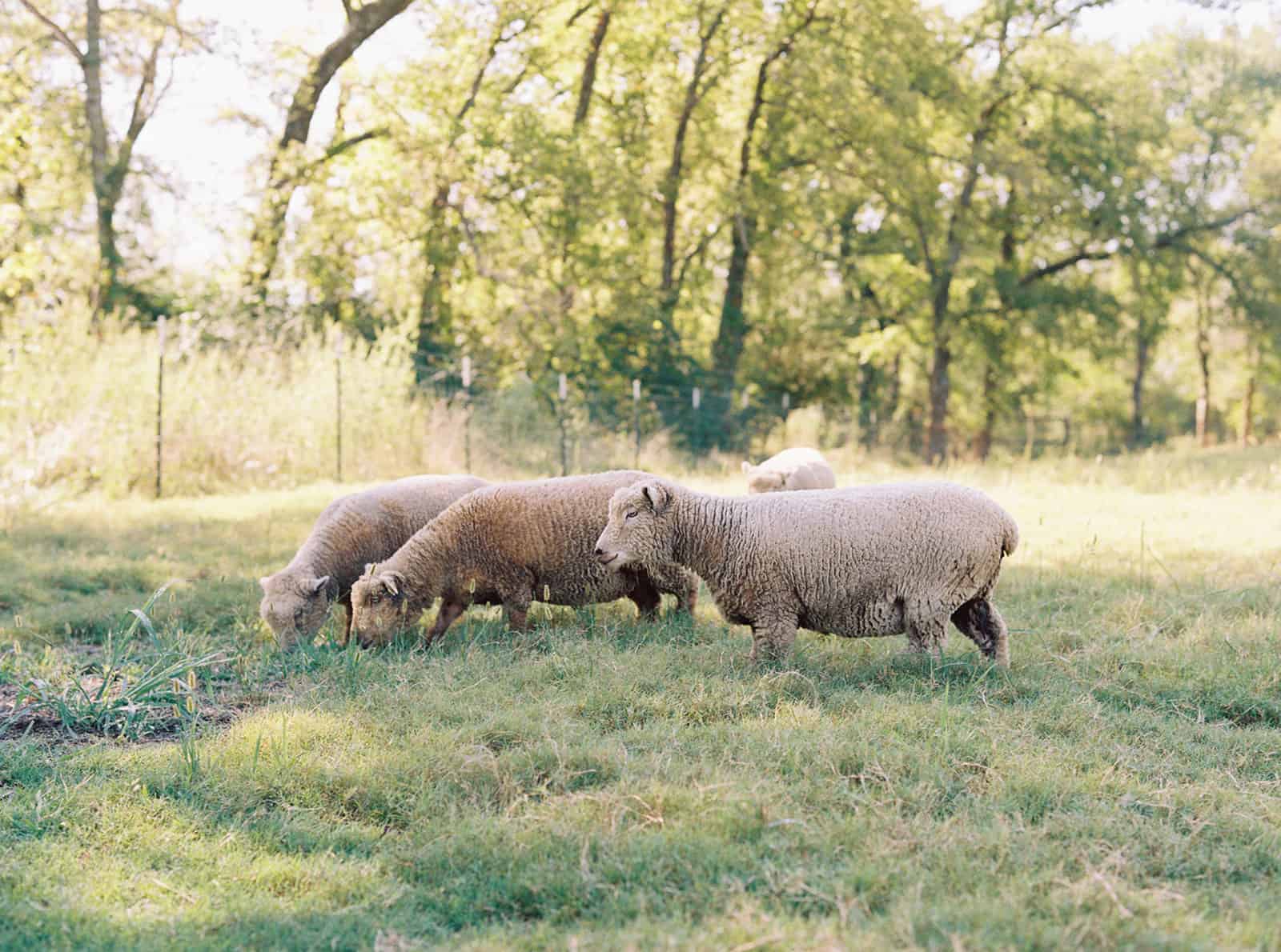 Sheep grazing in a field with trees in the background.